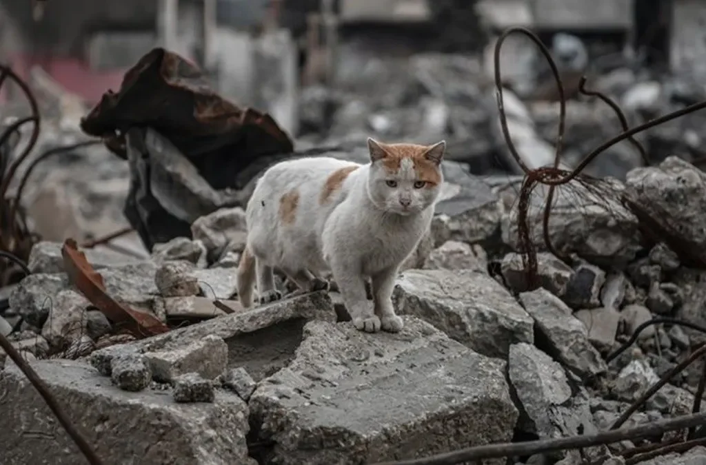 Khan Yunis, Gaza, 2025, gato, Anadolu Ajansi.jpg