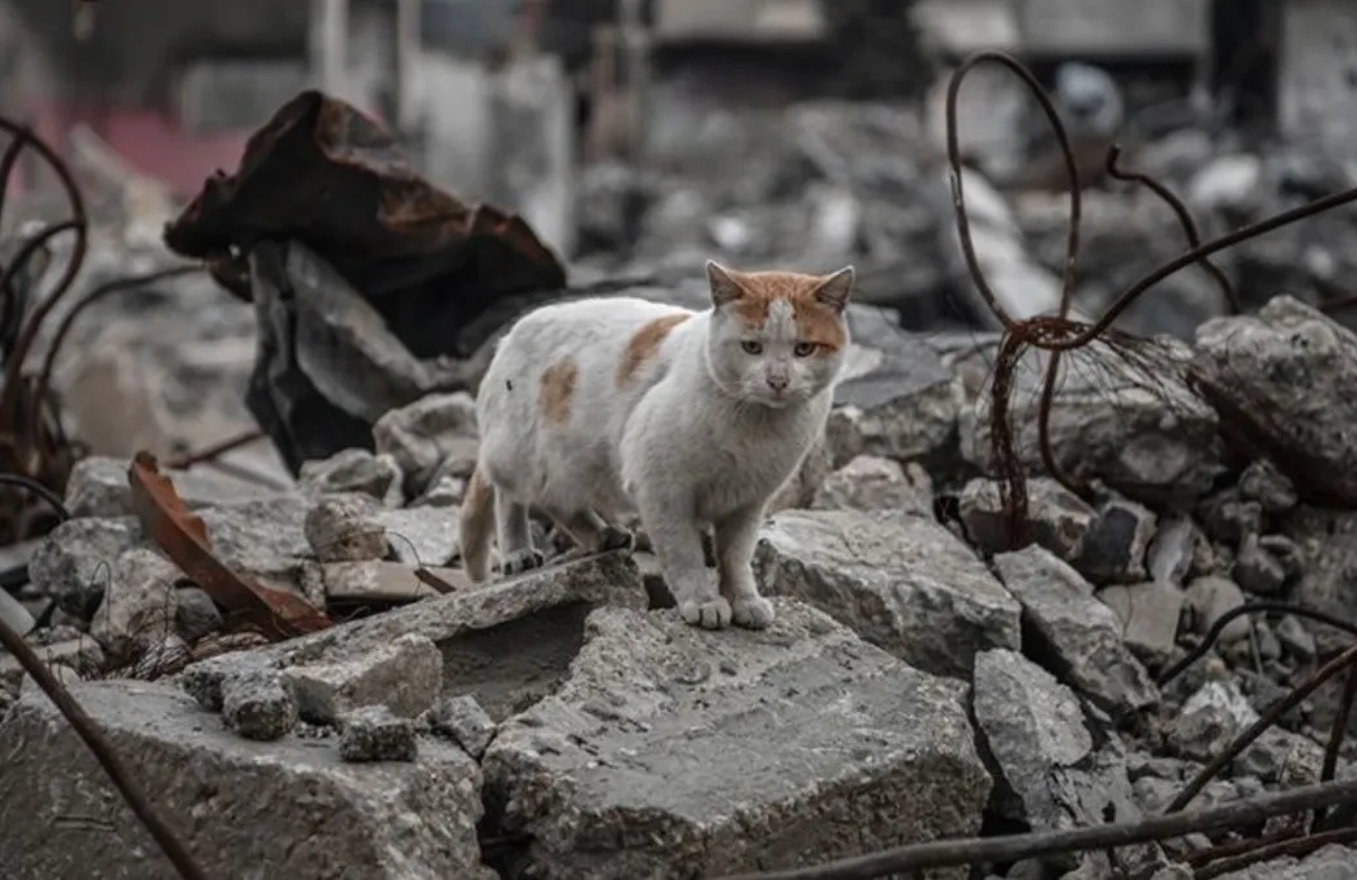 Khan Yunis, Gaza, 2025, gato, Anadolu Ajansi.jpg