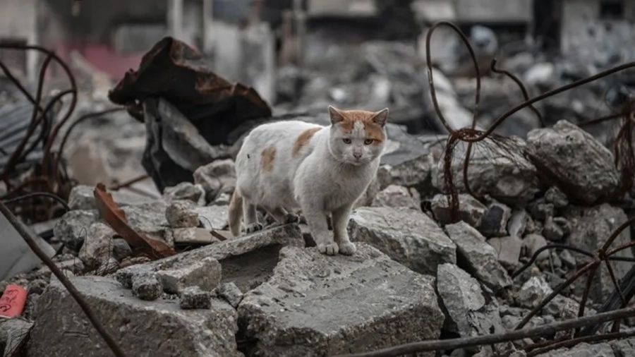 Khan Yunis, Gaza, 2025, gato, Anadolu Ajansi.jpg