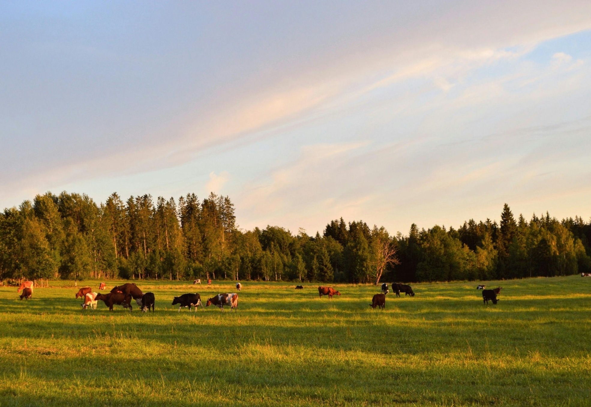 pexels-grizzlybear-1297307
