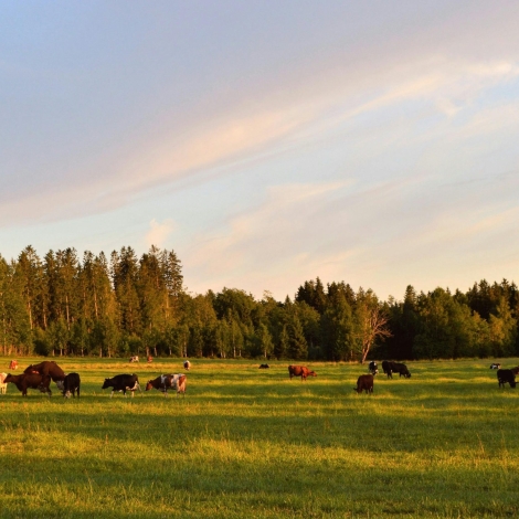 pexels-grizzlybear-1297307