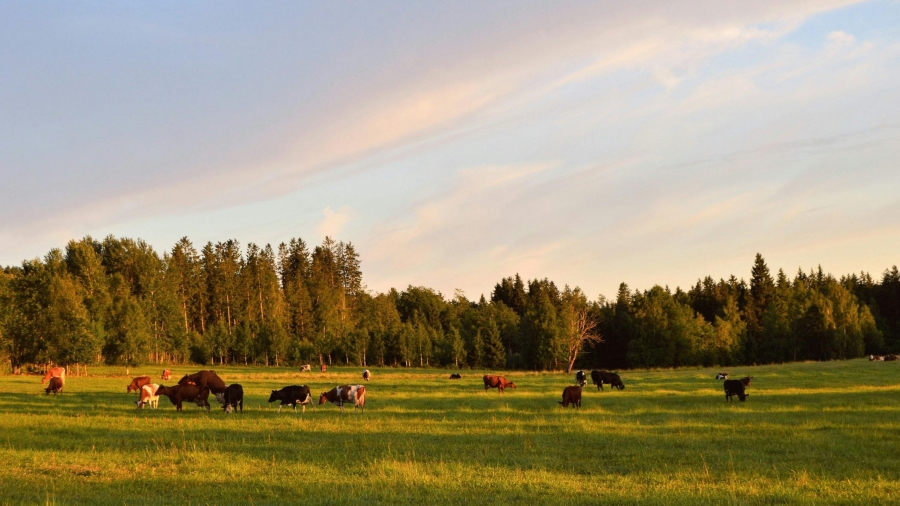 pexels-grizzlybear-1297307